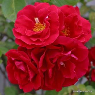 Růže Kordes 'Flammentanz' 2 litry