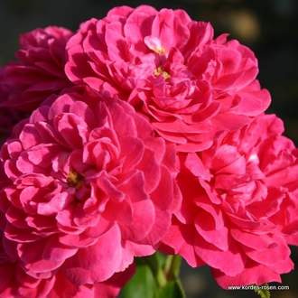 Růže Kordes 'Roxy' 2 litry