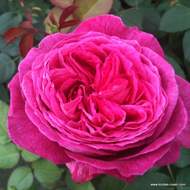 Růže Kordes Parfuma 'Freifrau Caroline' 2 litry