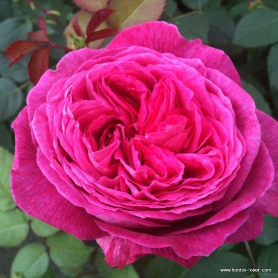Levně Růže Kordes Parfuma 'Freifrau Caroline' 2 litry