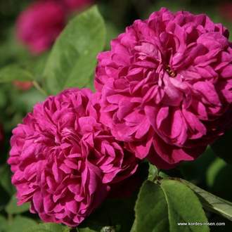 Růže Kordes 'Rose de Resht' 2 litry