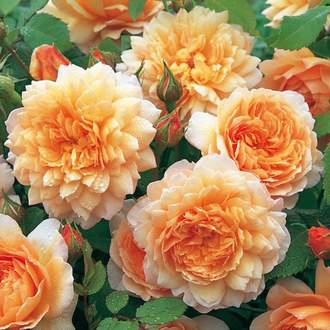 Růže D. Austin 'Grace' 6 litrů