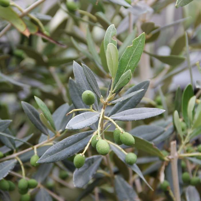Olivovník evropský 'Frangivento' 10 litrů