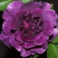Růže 'Minerva'® kmínek 60cm