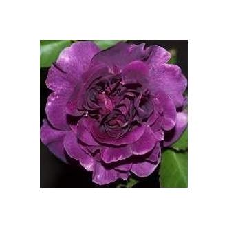 Růže 'Minerva'® kmínek 60cm