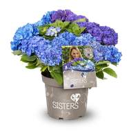 Hortenzie velkolistá 'Three Sisters'® květináč 6 litrů, výška 50/60cm, keř