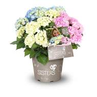 Hortenzie velkolistá 'Three Sisters'® květináč 6 litrů, výška 50/60cm, keř