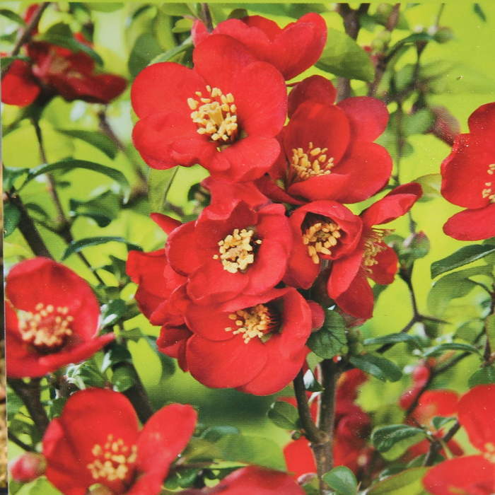 E-shop Kdoulovec nádherný 'Crimson and Gold' květináč 2,5 litru, výška 20/30cm, keř