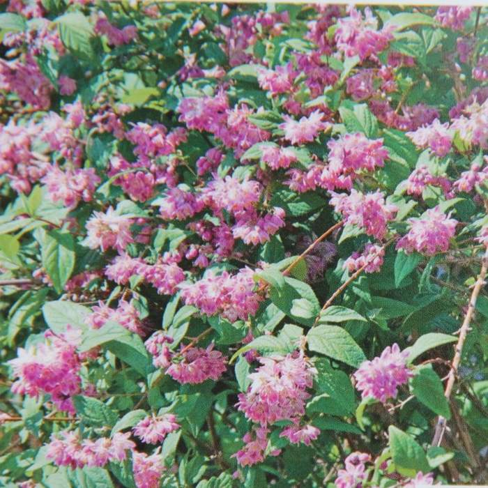 Levně Trojpuk 'Strawberry Fields' květináč 5 litrů, výška 40/60cm, keř