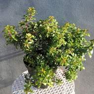 Pieris japonský 'Little Heath Green' květináč 2 litry, výška 20/25cm, keř
