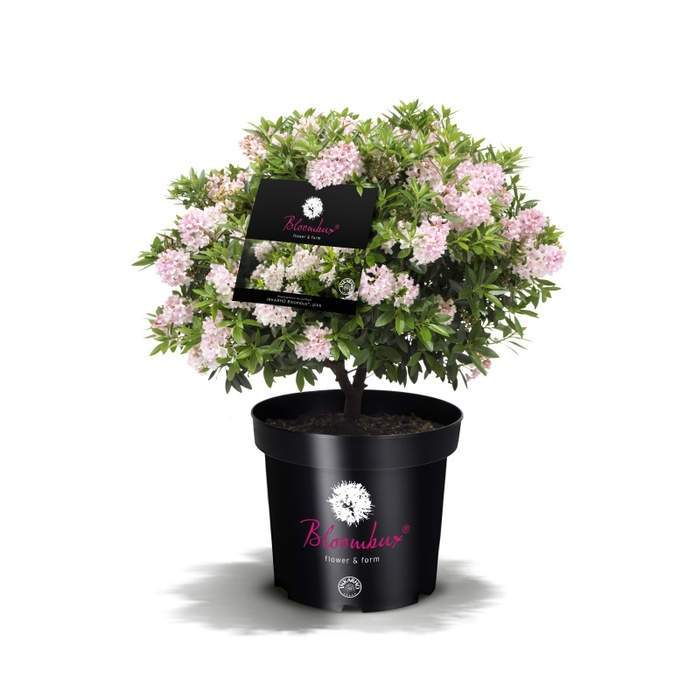 Levně Pěnišník 'Nugget by Bloombux'® květináč 10,5 cm, výška 10/15cm, keř