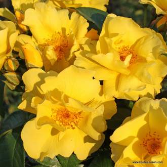 Růže Kordes 'Lemon Fizz' 5 litrů