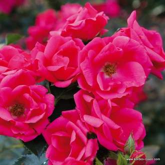 Růže Kordes 'Gartenfreund' 5 litrů