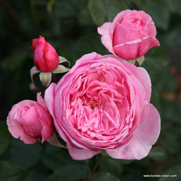 Levně Růže Kordes 'Kiss me Kate' květináč 5 litrů