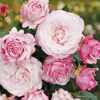 Růže Kordes 'Rosenfaszination' 5 litrů