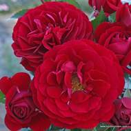 Růže Kordes Terrosa 'Bordeaux' 9 litrů