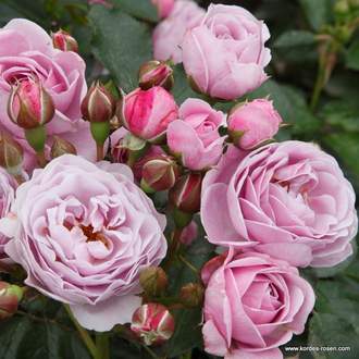 Růže Kordes Terrosa 'Nautica' květináč 9 litrů