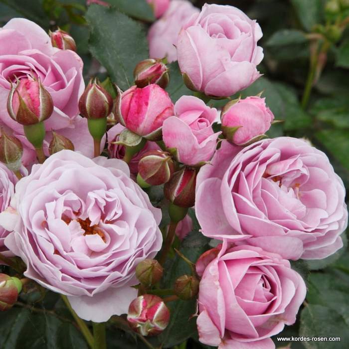 Levně Růže Kordes Terrosa 'Nautica' květináč 9 litrů