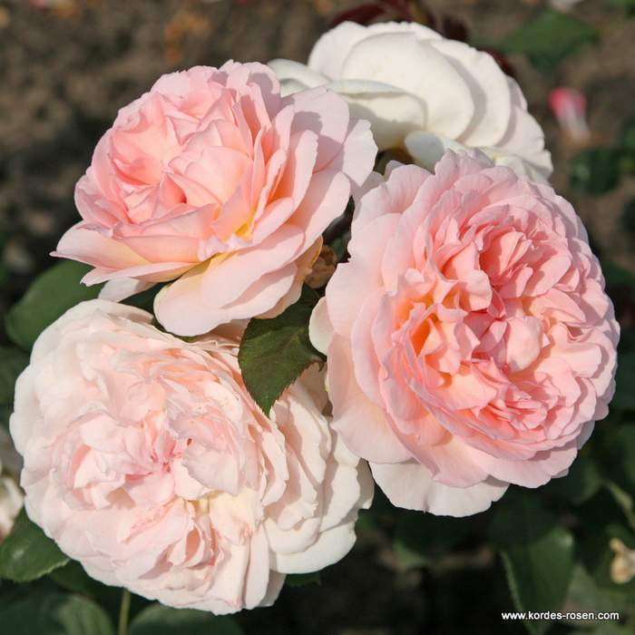 Levně Růže Kordes Terrosa 'Märchenzauber' květináč 9 litrů
