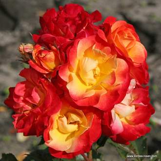 Růže Kordes Terrosa 'Firebird' 9 litrů