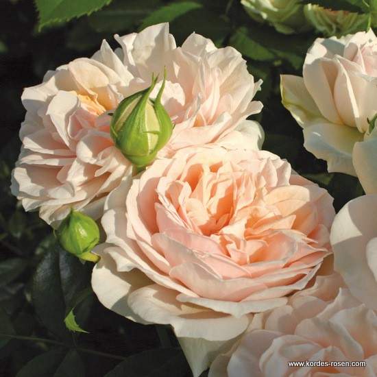 Levně Růže Kordes Terrosa 'Garden of Roses' květináč 9 litrů