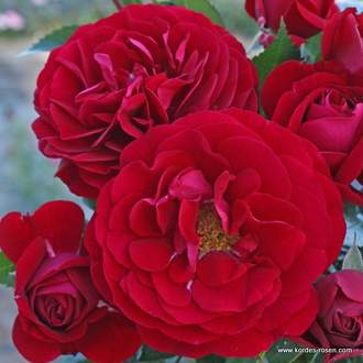 Růže Kordes 'Bordeaux' 5 litrů
