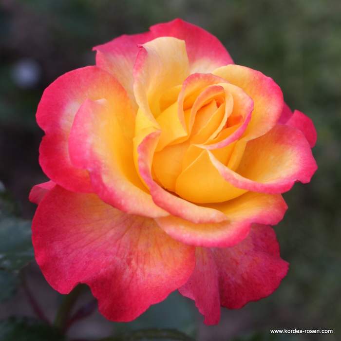 Levně Růže Kordes 'Flaming Star' květináč 5 litrů
