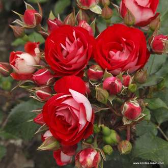 Růže Kordes 'Rosige Landdrostei' 5 litrů