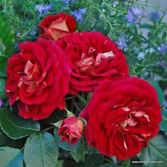 Růže Kordes 'Die Sehenswerte' 5 litrů