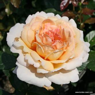 Růže Kordes Parfuma 'Grossherzogin Luise' květináč 5 litrů