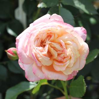 Růže Kordes 'Peach Melba' květináč 5 litrů
