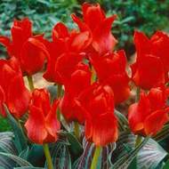 Tulipán 'Red Riding Hood' 10ks
