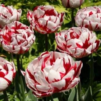 Tulipán 'Carnaval de Nice' 10ks