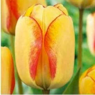 Tulipán 'Beauty of Spring' 10ks