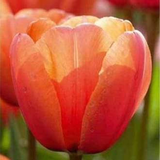 Tulipán 'Apricot Impression' 10ks