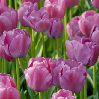 Tulipán 'Amazing Purple' 10ks