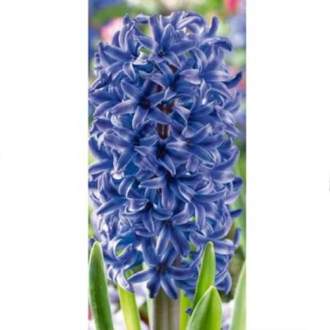 Hyacint 'Blue Jacket' 4ks