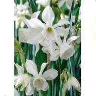 Narcis 'Triandus Thalia' 10ks