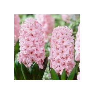 Hyacint 'Pink Suprice' 4ks
