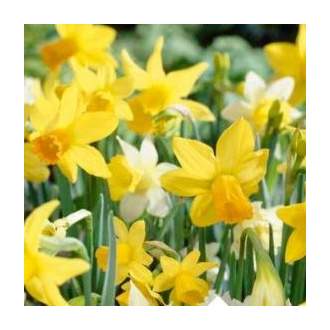 Narcis 'Botanical' 25ks mix