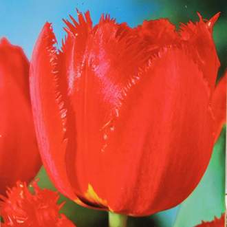 Tulipán 'Fringed Apeldoorn' 10ks