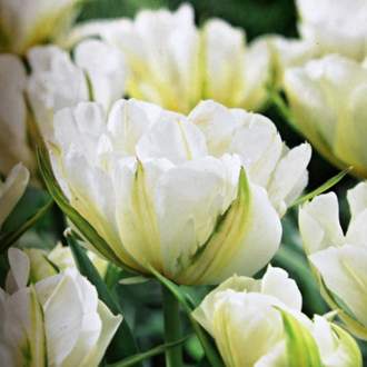 Tulipán 'Exotic Purissima' 10ks