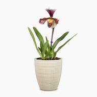 Obal orchidej Scheurich VAINILLA 667 keramika 13cm