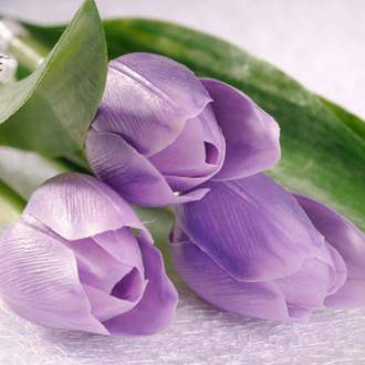 Tulipán řezaný umělý 40cm bílo-fialová