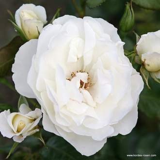 Růže Kordes 'Weisse Wolke' 2 litry