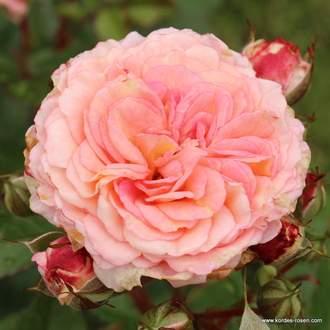 Růže Kordes 'Amaretto' 2 litry