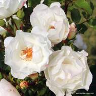 Růže Kordes 'Weisse Wolke' 2 litry