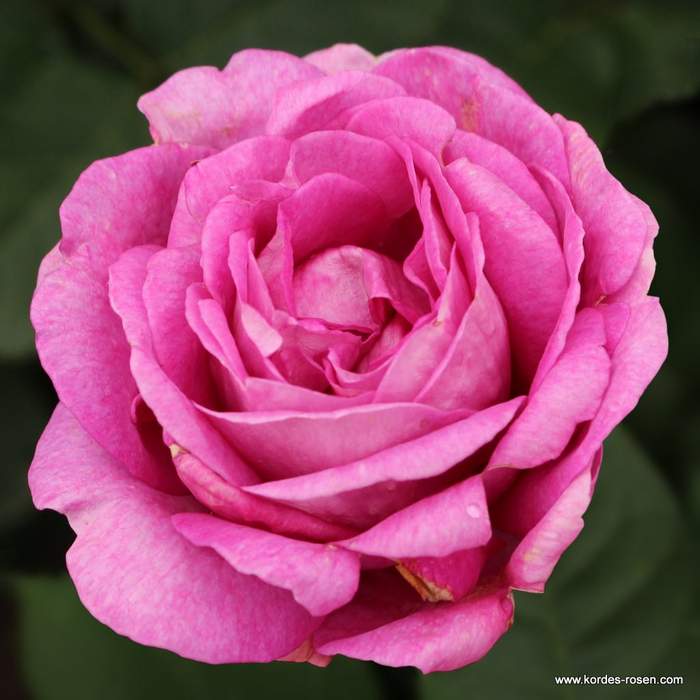 Levně Růže Kordes Parfuma 'Carmen Würth' 2 litry