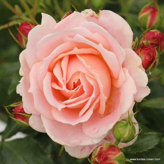 Růže Kordes 'Cremosa' 2 litry