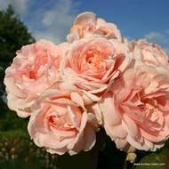 Růže Kordes 'Cremosa' 2 litry